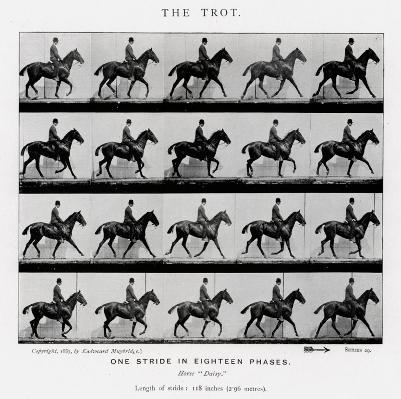 Eadweard Muybridge: The Trot av Eadweard Muybridge