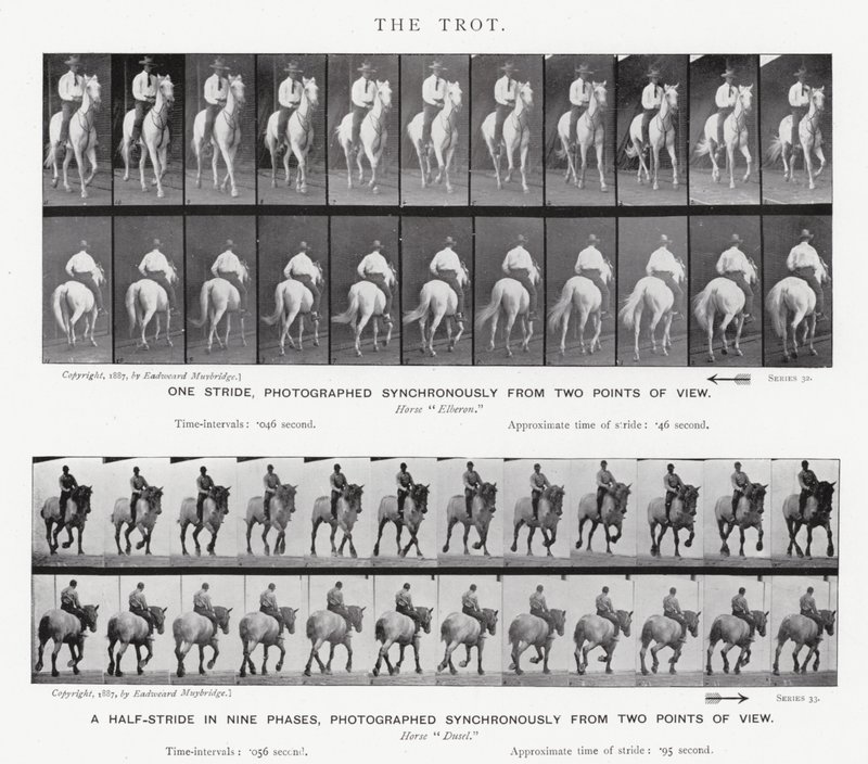 Eadweard Muybridge: The Trot av Eadweard Muybridge