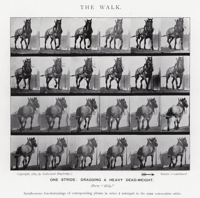 Eadweard Muybridge: The Walk (s/hvitt bilde) av Eadweard Muybridge