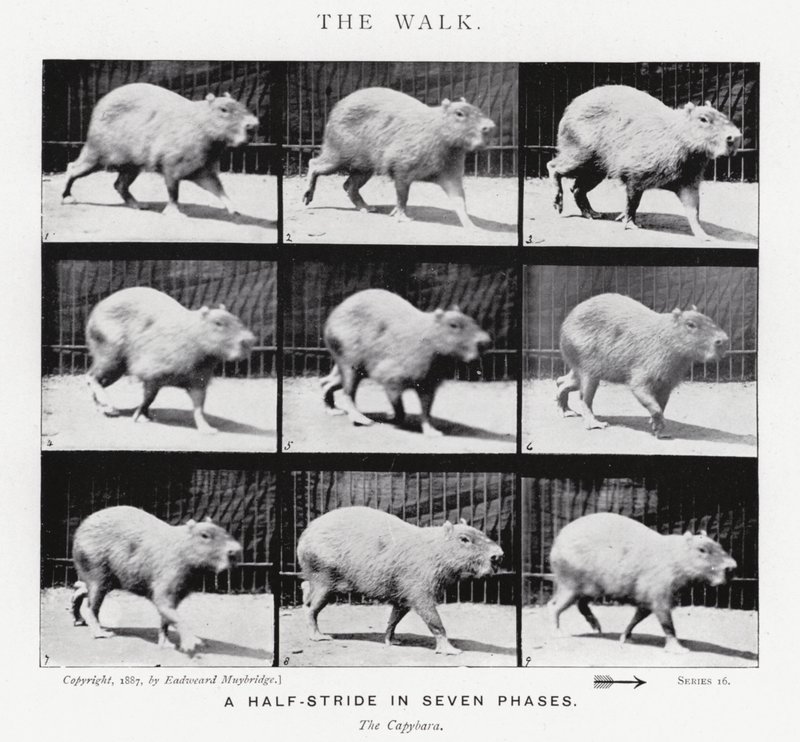 Eadweard Muybridge: The Walk (s/hvitt bilde) av Eadweard Muybridge