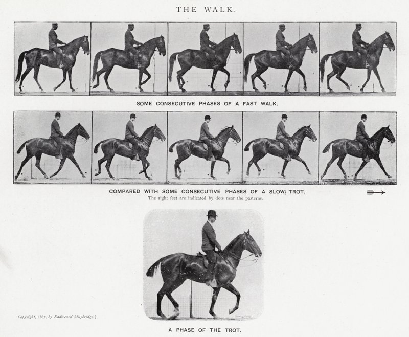 Eadweard Muybridge: The Walk (s/hvitt bilde) av Eadweard Muybridge