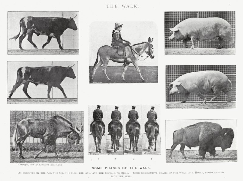 Eadweard Muybridge: The Walk (s/hvitt bilde) av Eadweard Muybridge
