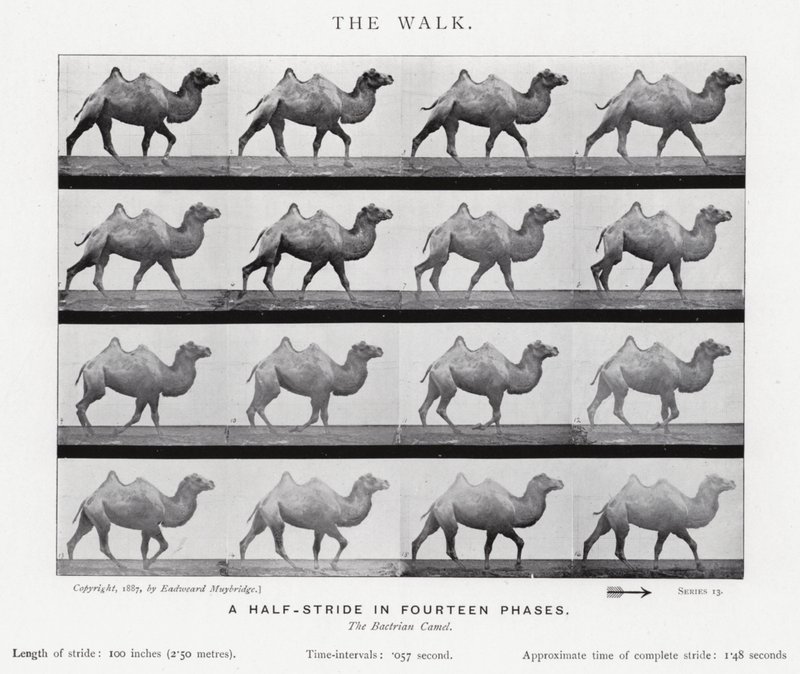 Eadweard Muybridge: The Walk (s/hvitt-bilde) av Eadweard Muybridge