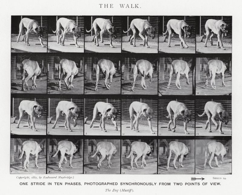 Eadweard Muybridge: The Walk (s/hvitt-bilde) av Eadweard Muybridge