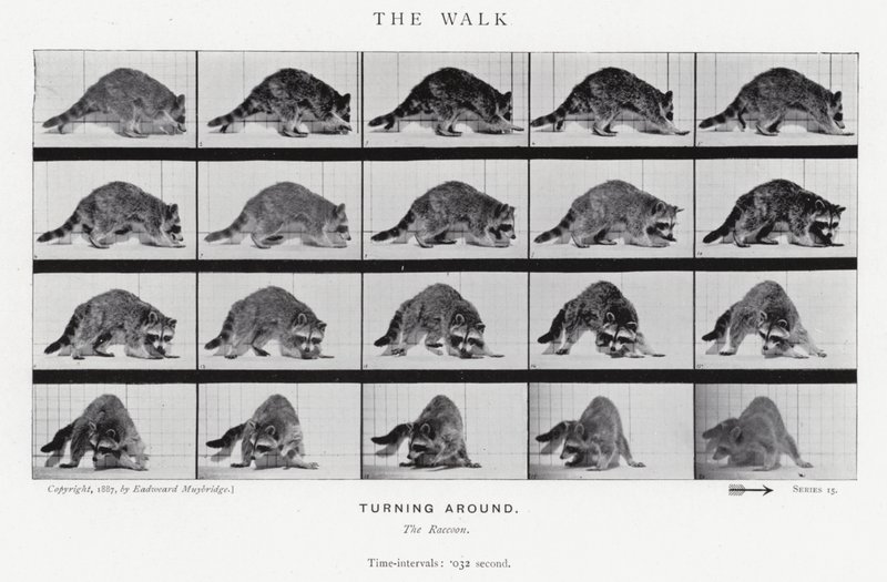 Eadweard Muybridge: The Walk (s/hvitt-bilde) av Eadweard Muybridge