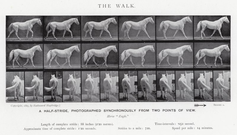 Eadweard Muybridge: The Walk (s/hvitt bilde) av Eadweard Muybridge