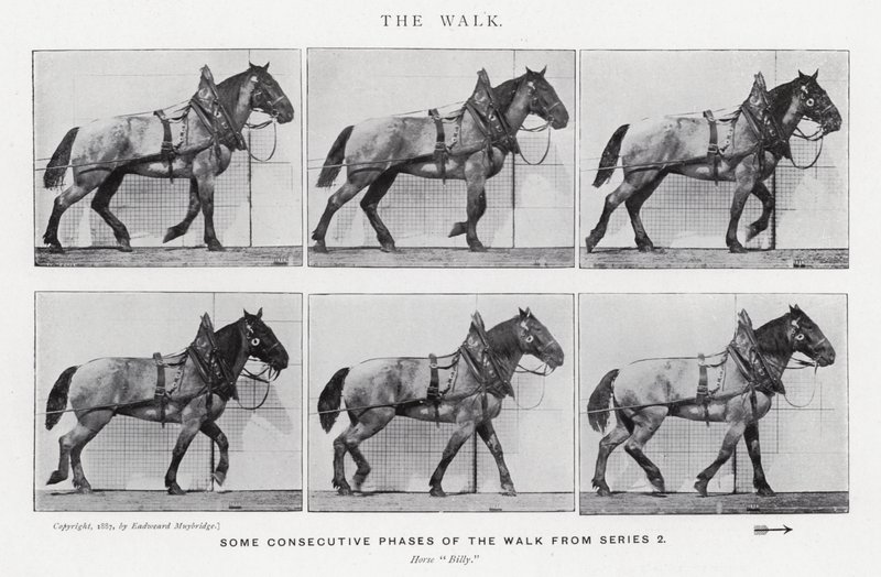 Eadweard Muybridge: The Walk (s/hvitt-bilde) av Eadweard Muybridge