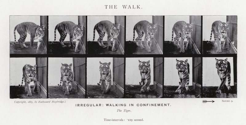 Eadweard Muybridge: The Walk (s/hvitt-bilde) av Eadweard Muybridge