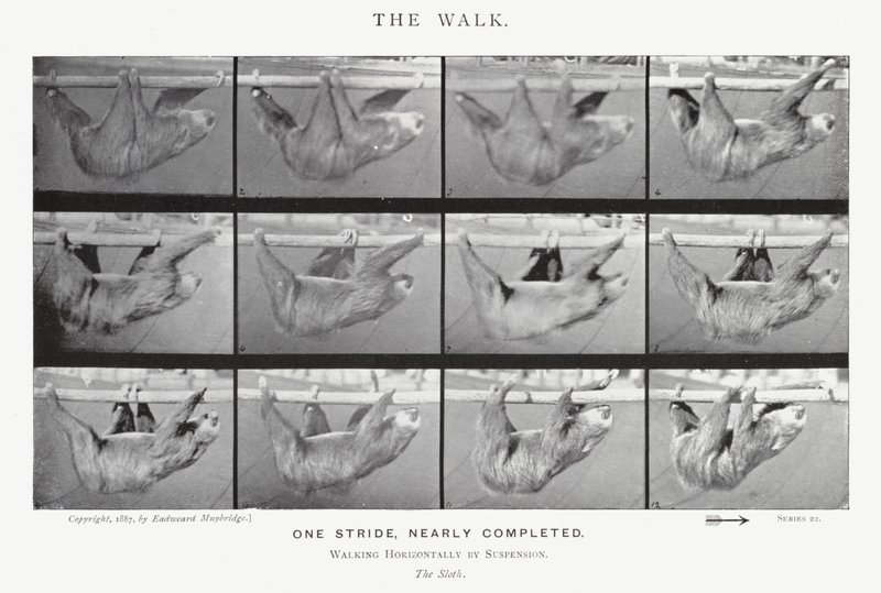 Eadweard Muybridge: The Walk (s/hvitt-bilde) av Eadweard Muybridge