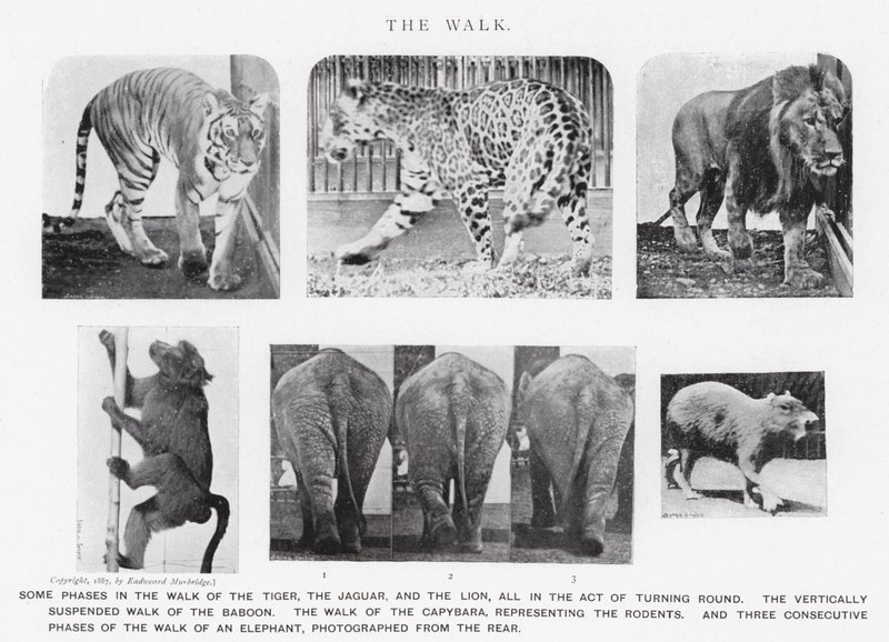 Eadweard Muybridge: The Walk (s/hvitt-bilde) av Eadweard Muybridge