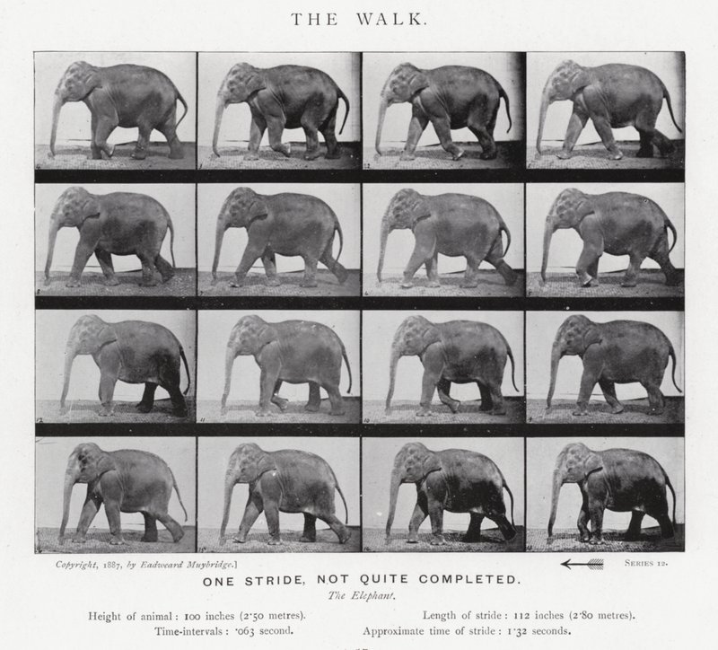 Eadweard Muybridge: The Walk av Eadweard Muybridge