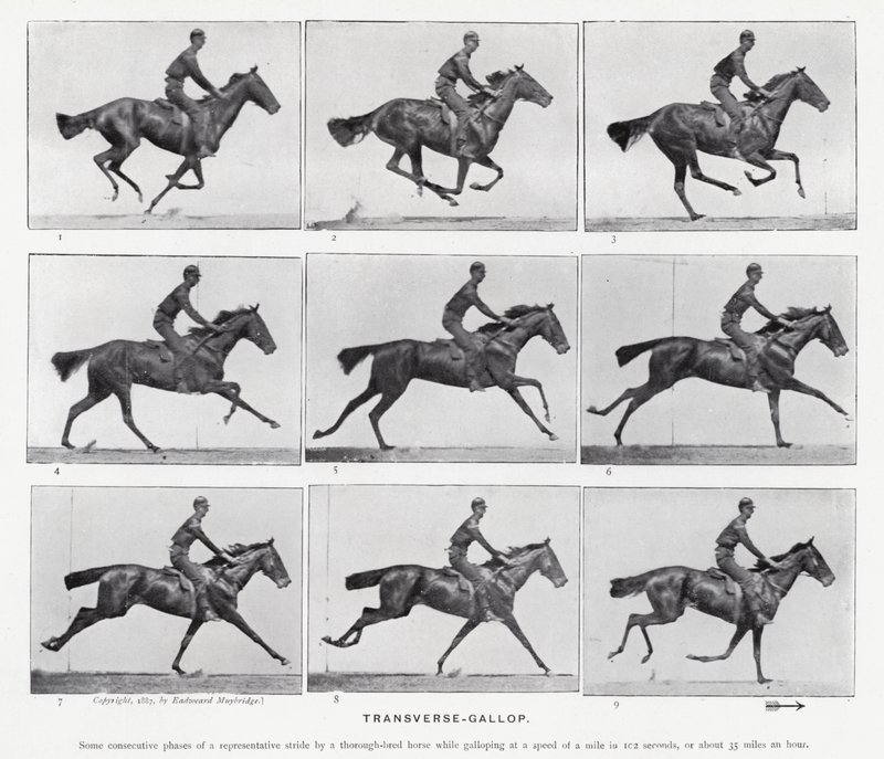 Eadweard Muybridge: Transverse-Gallop (s/hvitt-bilde) av Eadweard Muybridge