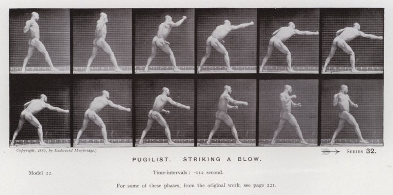 The Human Figure in Motion: Pugilist, slår et slag (s/hvitt-bilde) av Eadweard Muybridge