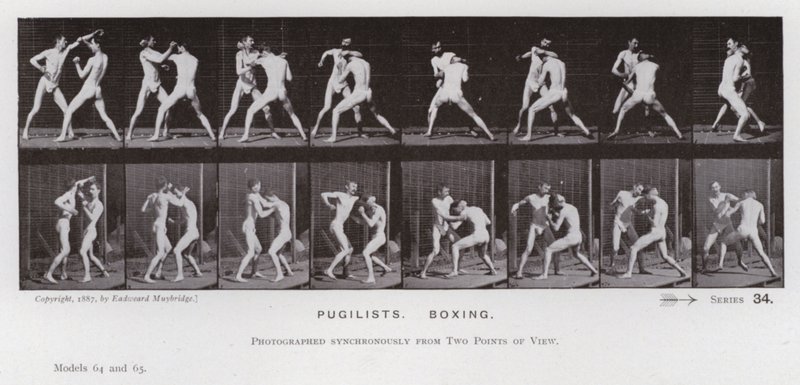 The Human Figure in Motion: Pugilists, Boxing (s/hv-bilde) av Eadweard Muybridge