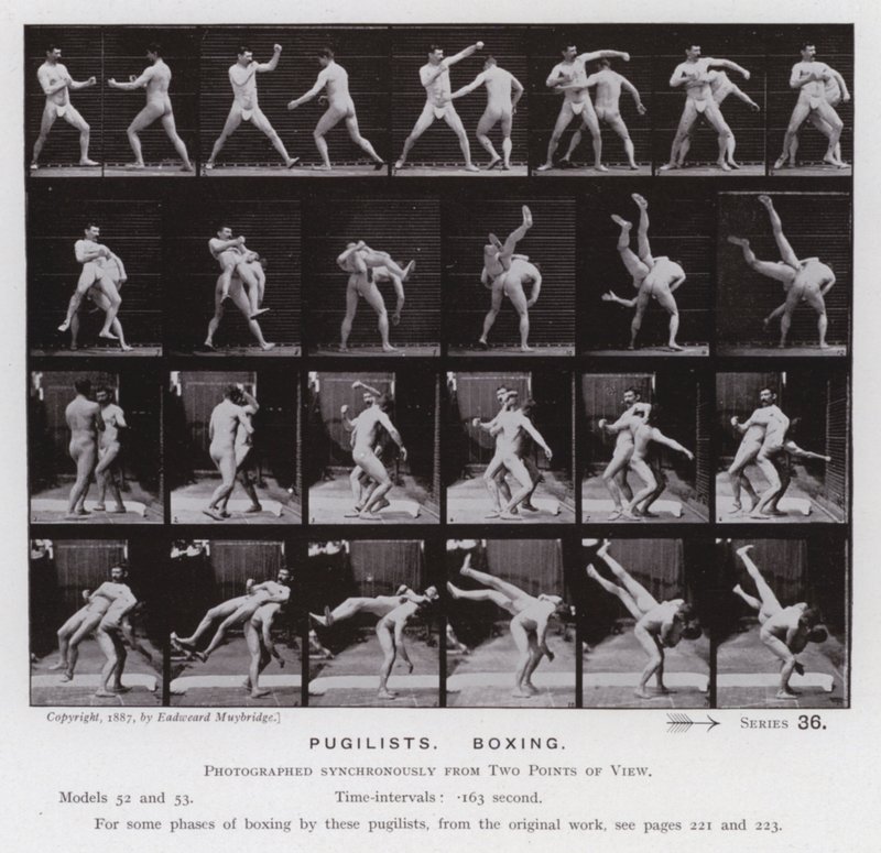 The Human Figure in Motion: Pugilists, Boxing (s/hv-bilde) av Eadweard Muybridge