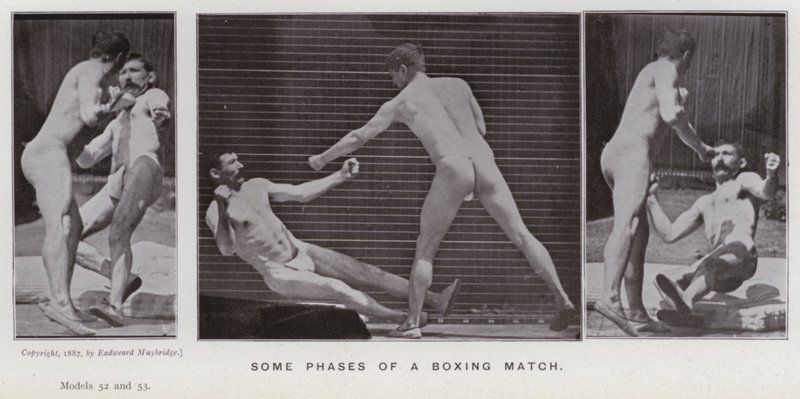 The Human Figure in Motion: Noen faser av en boksekamp (s/hvitt-bilde) av Eadweard Muybridge