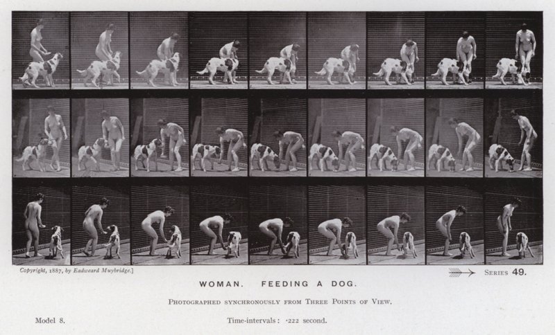 Den menneskelige figuren i bevegelse: Kvinne, mater en hund (s/hvitt-bilde) av Eadweard Muybridge