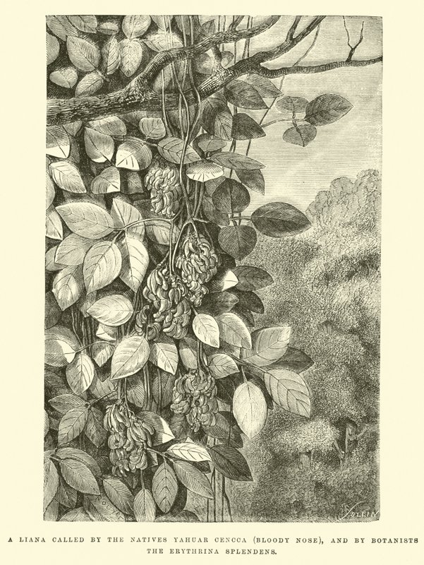 En Liana kalt av de innfødte Yahuar Cencca (blodig nese), og av botanikere erythrina splendens av Edouard Riou