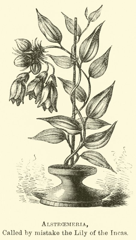 Alstroemeria, kalt ved en feiltakelse Inkaenes lilje av Edouard Riou