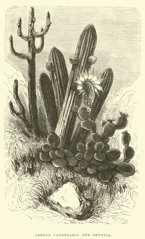 Cereus Cadelaris og Opuntia av Edouard Riou