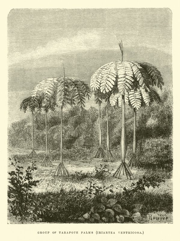 Gruppe av Tarapote-palmer, Iriartea ventricosa av Edouard Riou