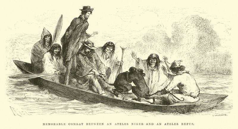 Minneverdig kamp mellom en Ateles niger og en Ateles rufus av Edouard Riou