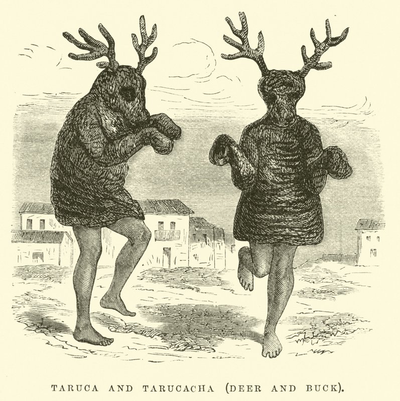 Taruca og Tarucacha, hjort og bukk av Edouard Riou