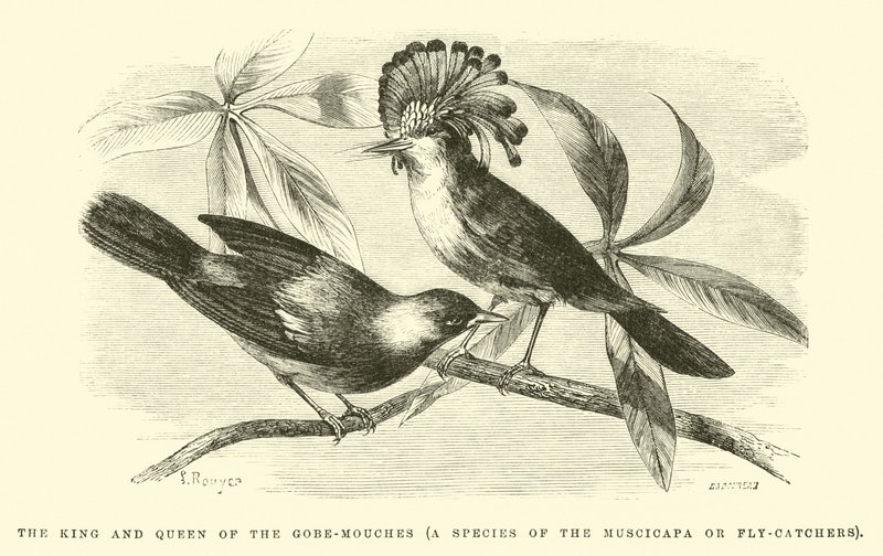 Kongen og dronningen av Gobe-mouches, en art av muscicapa eller fluefangere av Edouard Riou