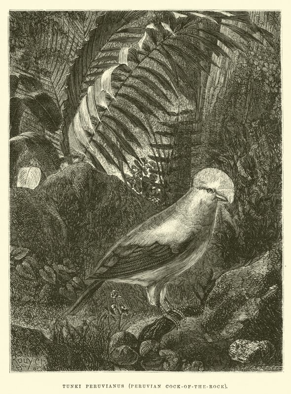 Tunki Peruvianus, peruansk Cock-of-the-rock av Edouard Riou