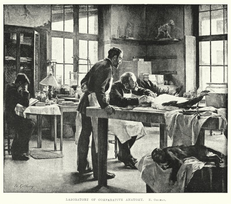 Laboratorium for sammenlignende anatomi (gravering) av Edouard Gelhay