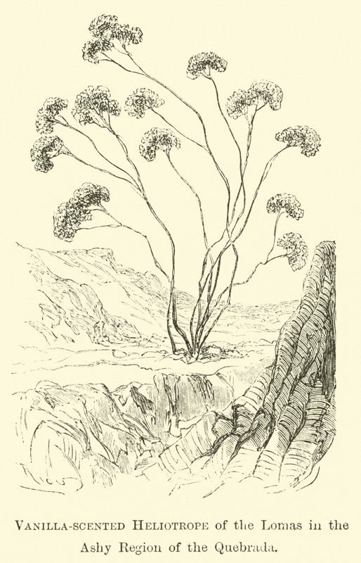 Vaniljeduftende Heliotrope of the Lomas i Ashy-regionen i Quebrada av Edouard Riou