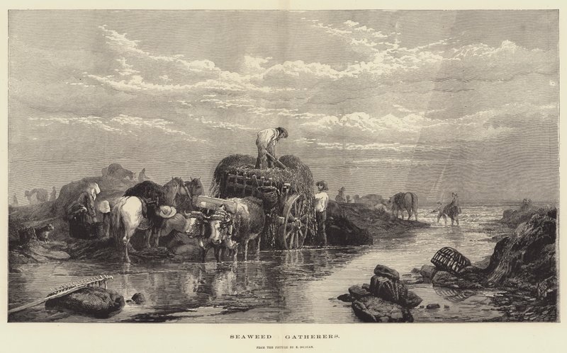 Tangsamlere av Edward Duncan