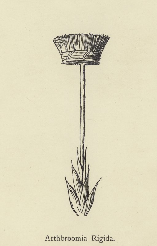 Arthbroomia Rigida av Edward Lear