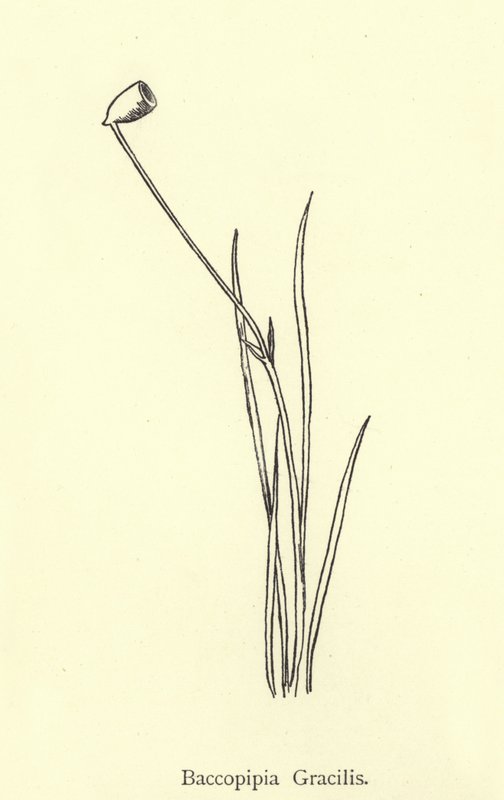 Baccopipia Gracilis av Edward Lear