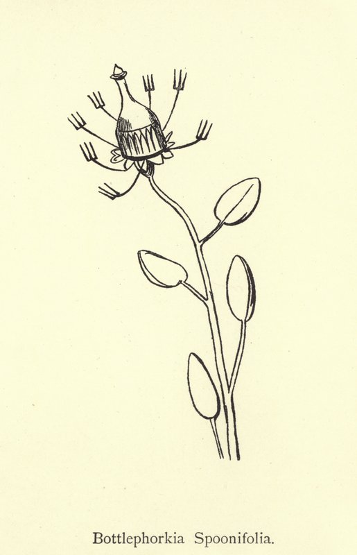 Bottlephokia Spoonifolia av Edward Lear