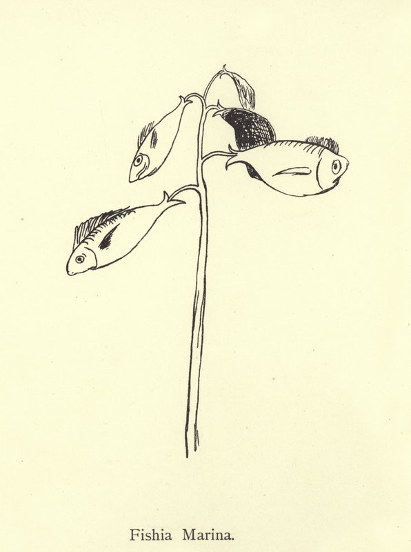 Fishia Marina av Edward Lear