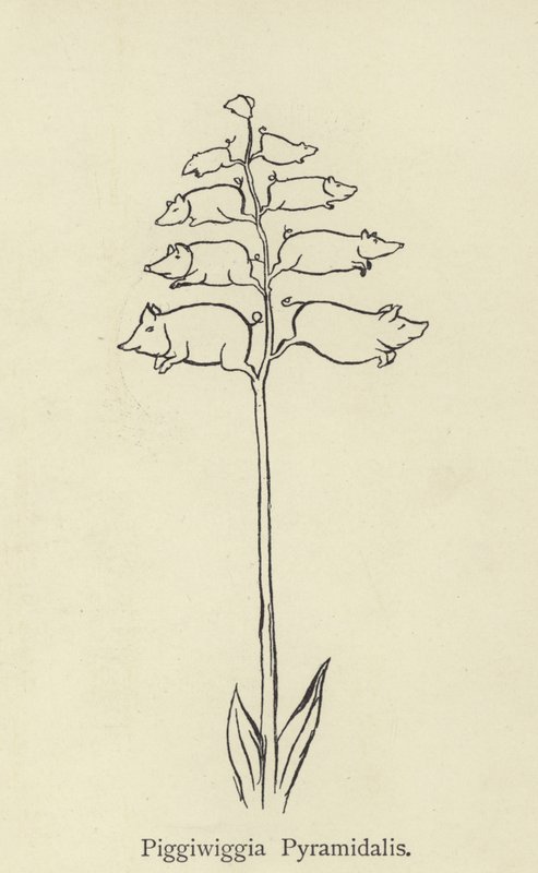Piggiwiggia Pyramidalis av Edward Lear