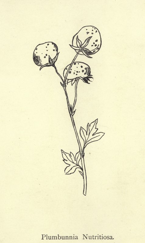 Plumbunnia Nutritiosa av Edward Lear