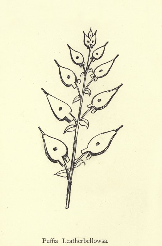 Puffia Leatherbellowsa av Edward Lear