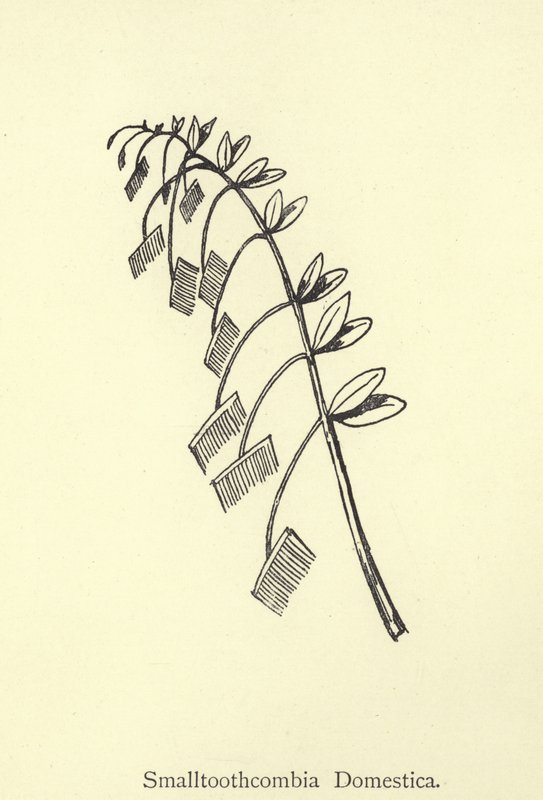 Smalltoothcombia Domestica av Edward Lear