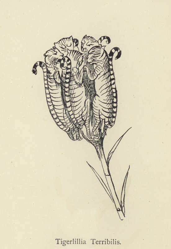 Tigerllilla Terribilis av Edward Lear