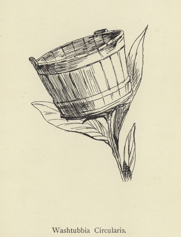 Washtubbia rundskriv av Edward Lear