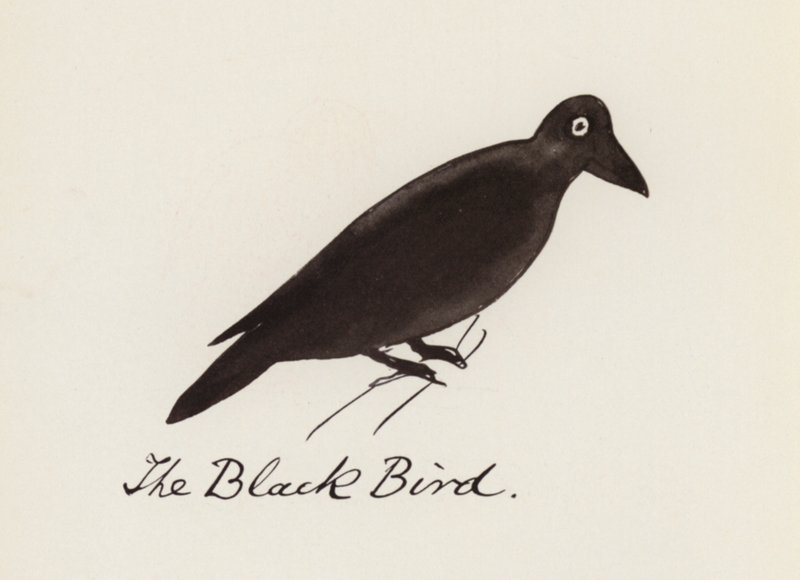 Edward Lear, The Bird Book: The Black Bird (farge litho) av Edward (after) Lear