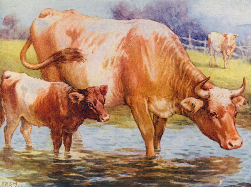 Cows and calf (colour litho)   1411646   no       norwegian Successfully Translated  Original: Abraham Lincoln, 16th President of the United States, 19th century Translat: Abraham Lincoln, 16th President of the United States, 19th century 1138775 no norweg av Edward Brice Montefiore