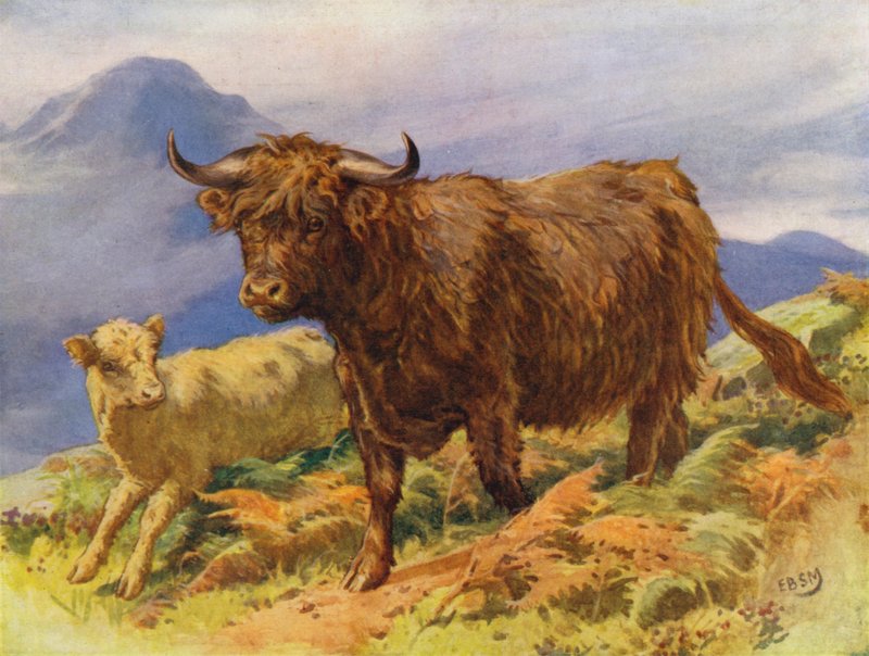 Highland ku og kalv (farge litho) av Edward Brice Montefiore