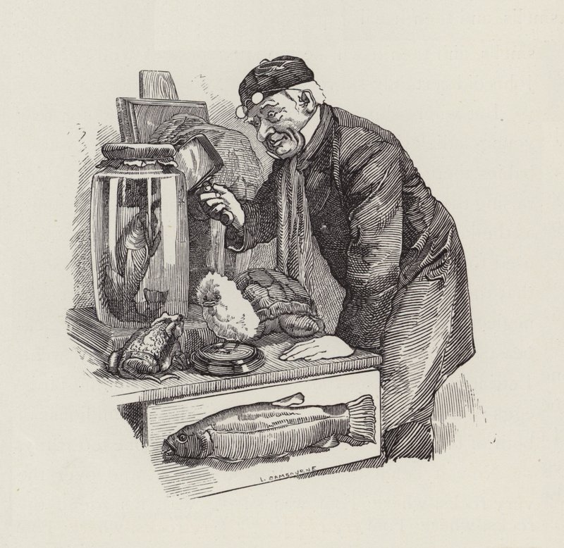 Illustrasjon for The Water-Babies av Charles Kingsley (gravering) av Edward Linley (after) Sambourne