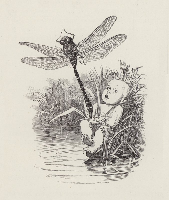 Illustrasjon for The Water-Babies av Charles Kingsley (gravering) av Edward Linley (after) Sambourne