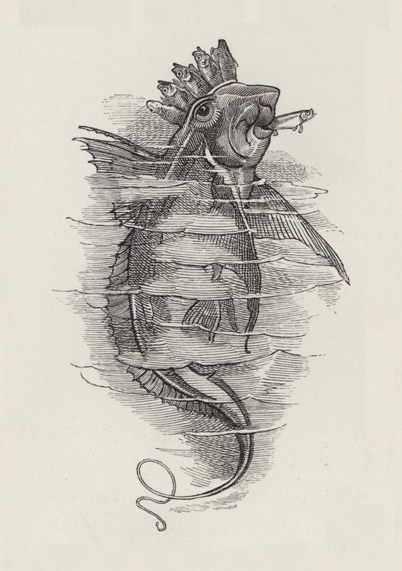 Illustrasjon for The Water-Babies av Charles Kingsley (gravering) av Edward Linley (after) Sambourne