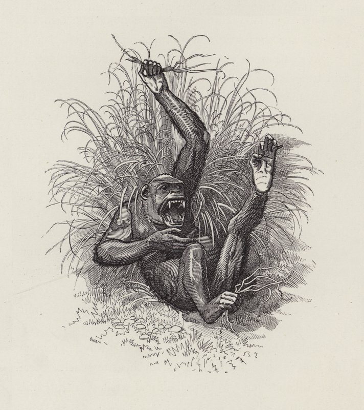 Illustrasjon for The Water-Babies av Charles Kingsley (gravering) av Edward Linley (after) Sambourne