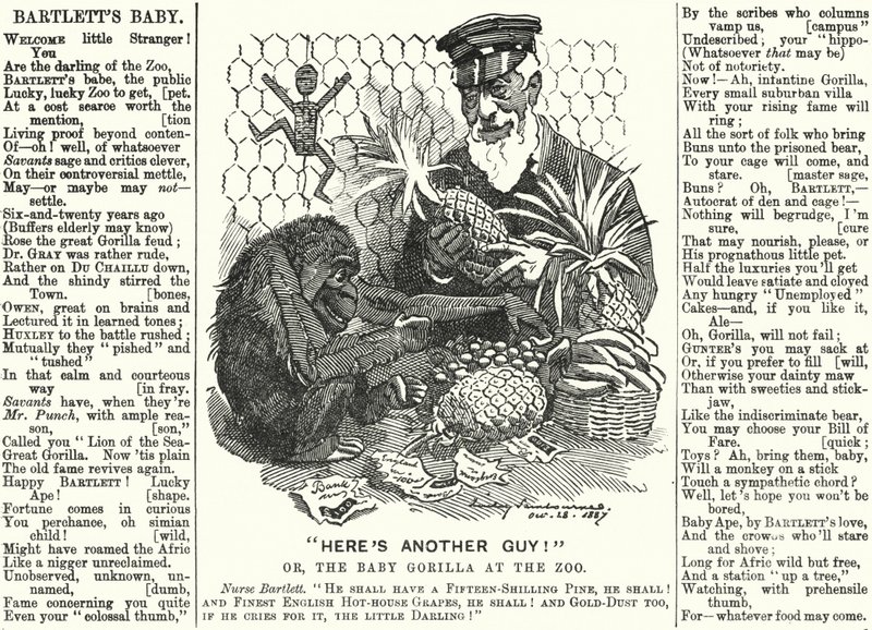 Punch tegneserie: Abraham Dee Bartlett, superintendent for London Zoo, og en babygorilla (gravering) av Edward Linley (after) Sambourne